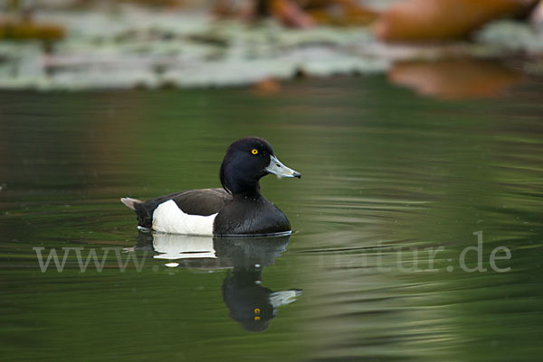 Reiherente (Aythya fuligula)