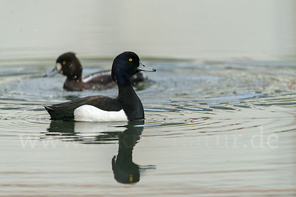 Reiherente (Aythya fuligula)