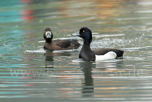 Reiherente (Aythya fuligula)