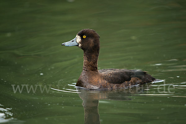 Reiherente (Aythya fuligula)