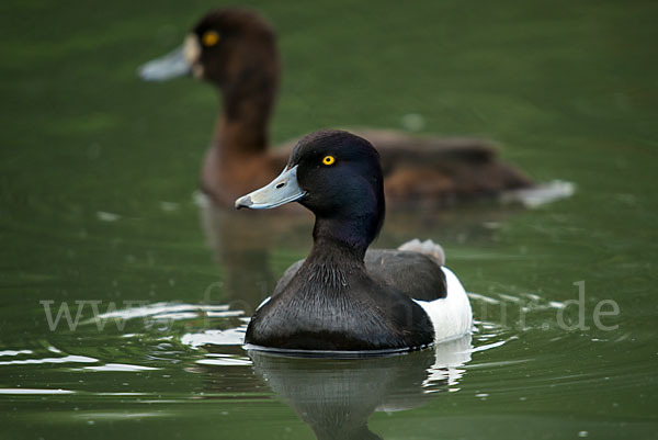 Reiherente (Aythya fuligula)