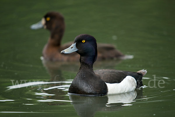 Reiherente (Aythya fuligula)