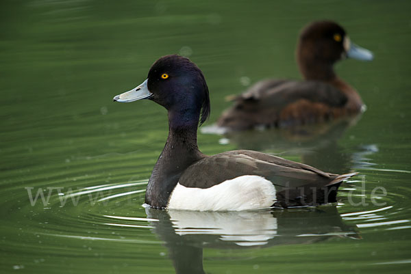 Reiherente (Aythya fuligula)