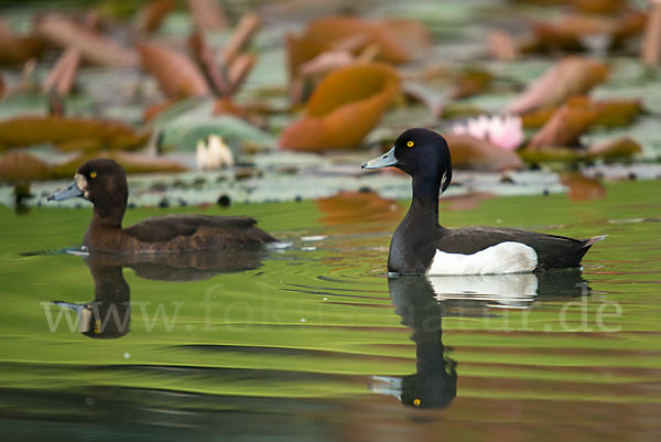 Reiherente (Aythya fuligula)