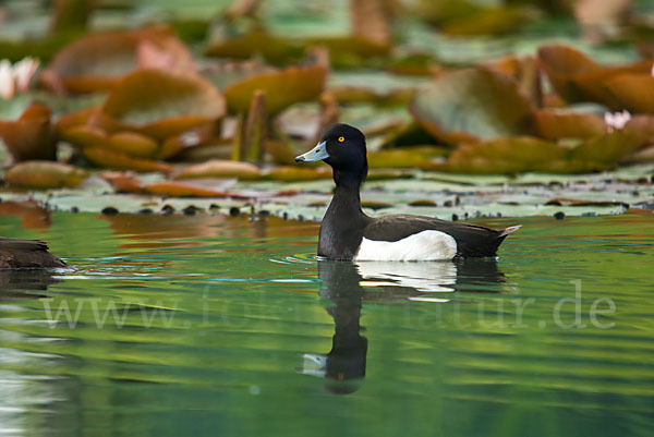 Reiherente (Aythya fuligula)