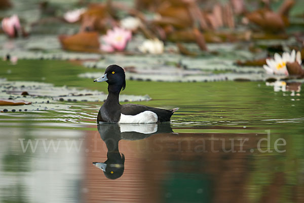 Reiherente (Aythya fuligula)