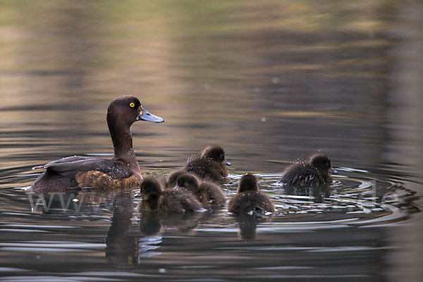 Reiherente (Aythya fuligula)