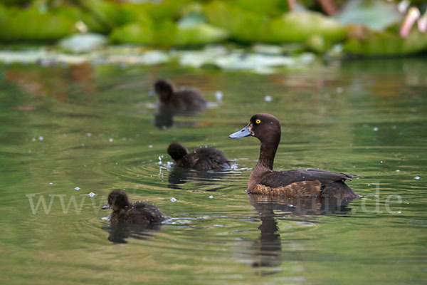 Reiherente (Aythya fuligula)