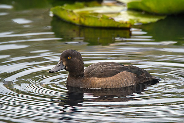 Reiherente (Aythya fuligula)