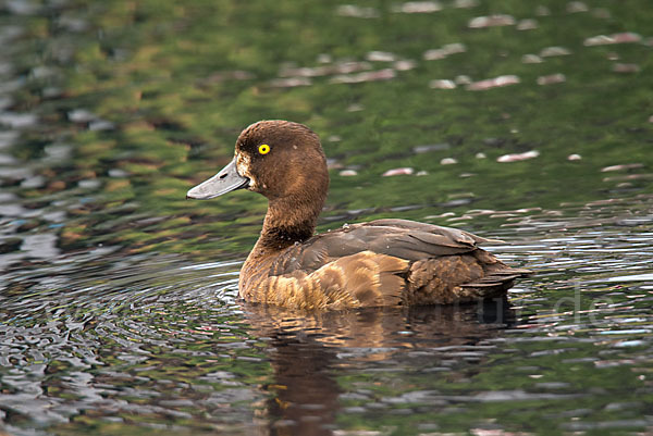 Reiherente (Aythya fuligula)