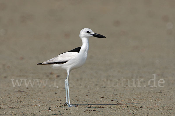 Reiherläufer (Dromas ardeola)