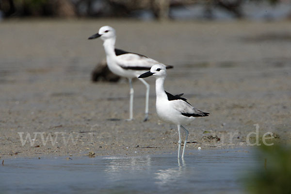 Reiherläufer (Dromas ardeola)