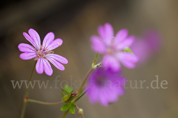 Reiherschnabel spec. (Erodium spec.)