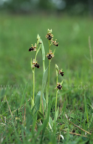 Reinholds Ragwurz (Ophrys reinholdii)