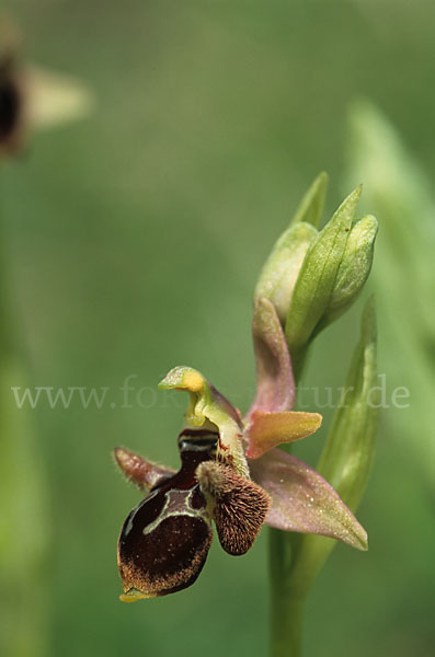 Reinholds Ragwurz (Ophrys reinholdii)