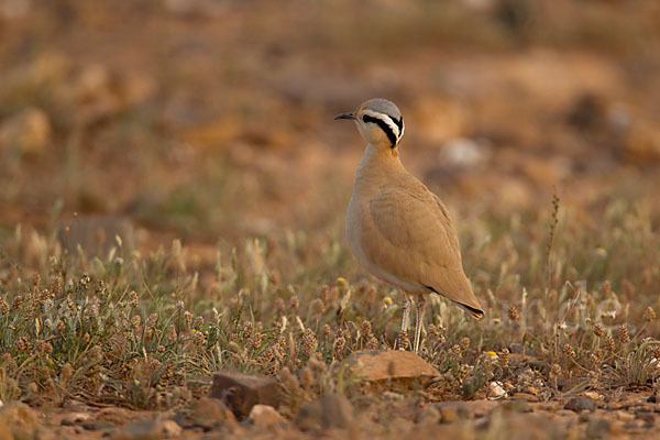 Rennvogel (Cursorius cursor)