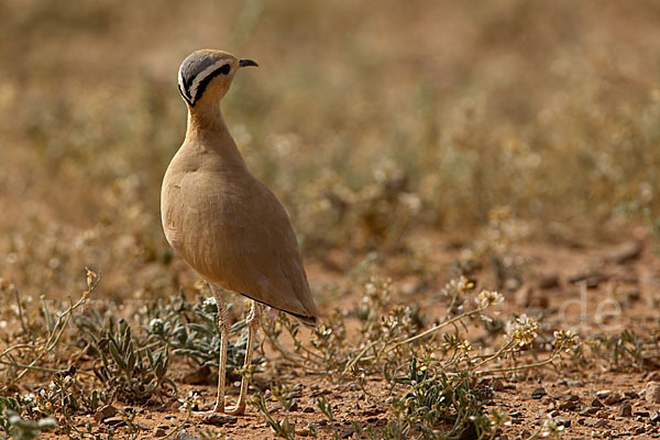 Rennvogel (Cursorius cursor)