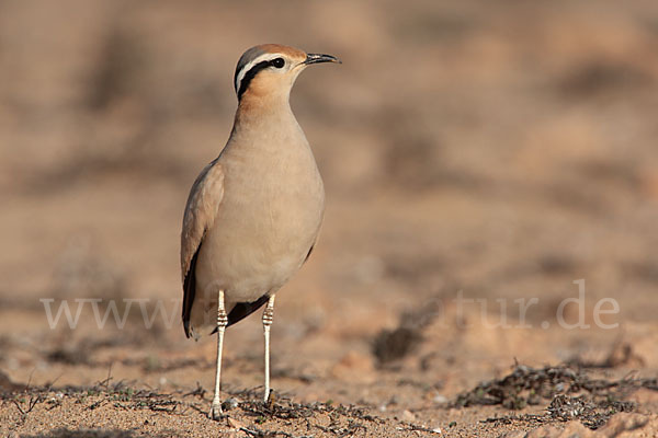 Rennvogel sspec. (Cursorius cursor bannermanni)