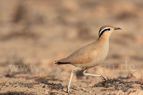 Rennvogel sspec. (Cursorius cursor bannermanni)