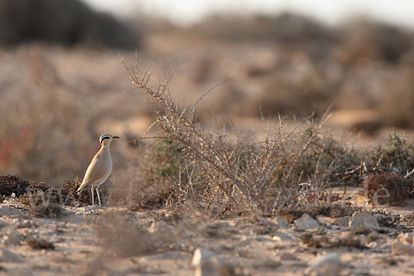 Rennvogel sspec. (Cursorius cursor bannermanni)