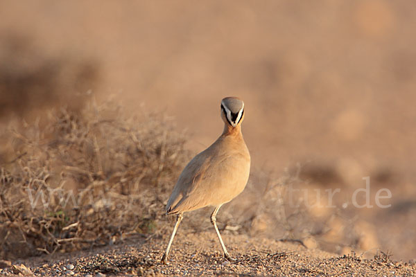 Rennvogel sspec. (Cursorius cursor bannermanni)