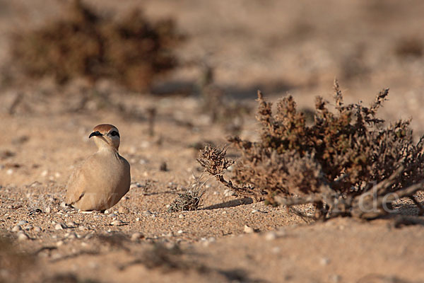 Rennvogel sspec. (Cursorius cursor bannermanni)