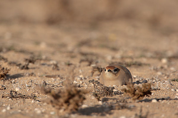 Rennvogel sspec. (Cursorius cursor bannermanni)