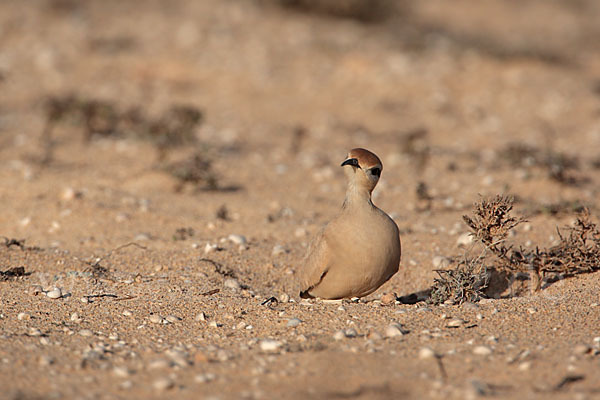 Rennvogel sspec. (Cursorius cursor bannermanni)