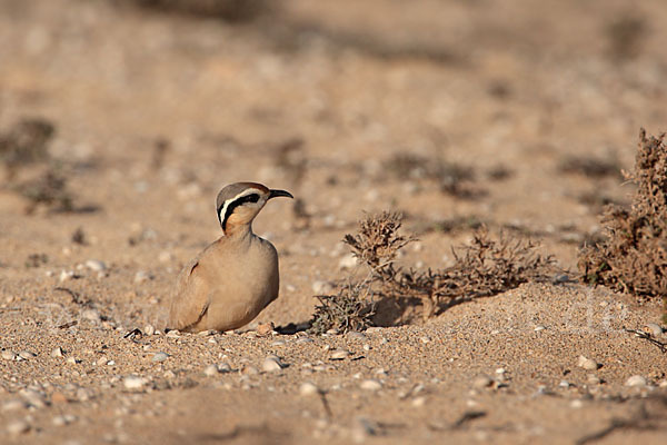 Rennvogel sspec. (Cursorius cursor bannermanni)