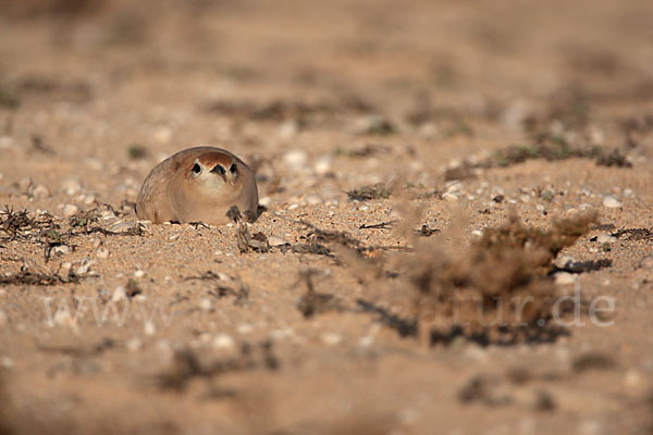 Rennvogel sspec. (Cursorius cursor bannermanni)