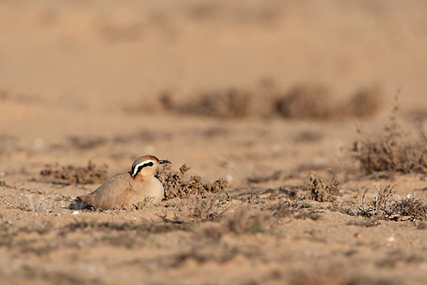 Rennvogel sspec. (Cursorius cursor bannermanni)