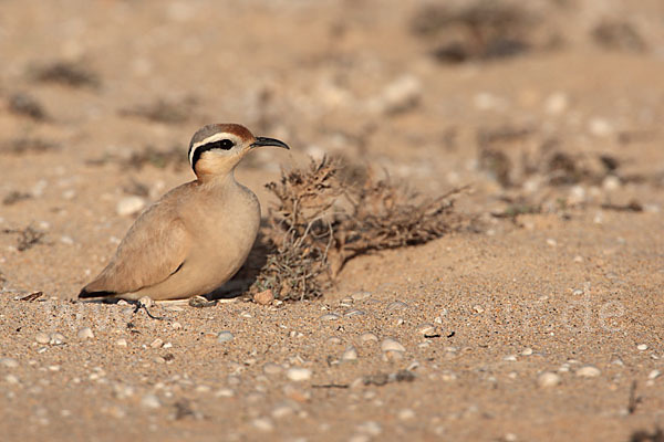 Rennvogel sspec. (Cursorius cursor bannermanni)