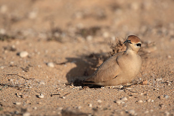 Rennvogel sspec. (Cursorius cursor bannermanni)