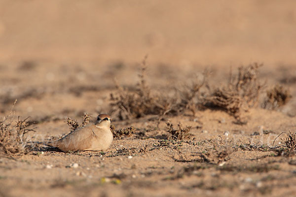 Rennvogel sspec. (Cursorius cursor bannermanni)