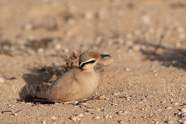 Rennvogel sspec. (Cursorius cursor bannermanni)