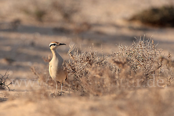 Rennvogel sspec. (Cursorius cursor bannermanni)