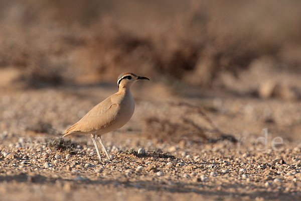 Rennvogel sspec. (Cursorius cursor bannermanni)