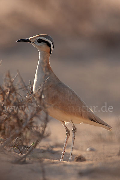 Rennvogel sspec. (Cursorius cursor bannermanni)