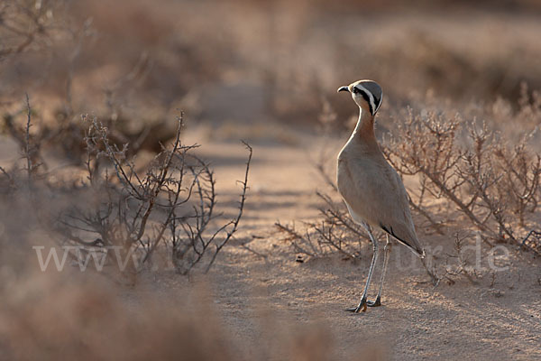 Rennvogel sspec. (Cursorius cursor bannermanni)