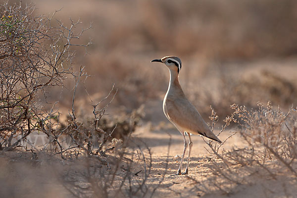 Rennvogel sspec. (Cursorius cursor bannermanni)