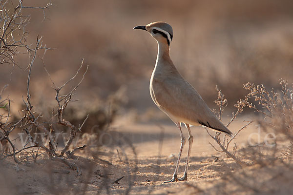 Rennvogel sspec. (Cursorius cursor bannermanni)