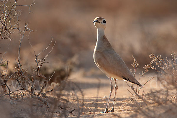 Rennvogel sspec. (Cursorius cursor bannermanni)