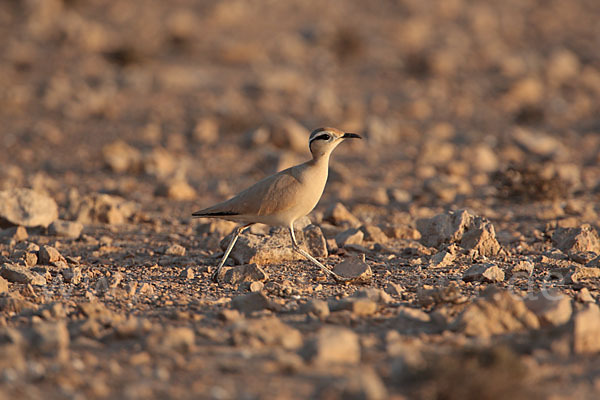 Rennvogel sspec. (Cursorius cursor bannermanni)