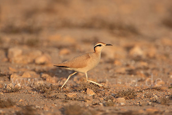 Rennvogel sspec. (Cursorius cursor bannermanni)