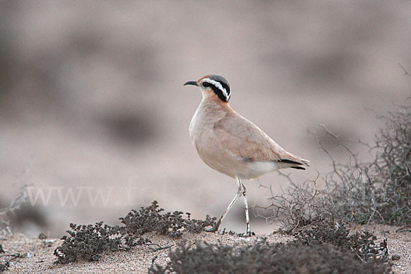 Rennvogel sspec. (Cursorius cursor bannermanni)