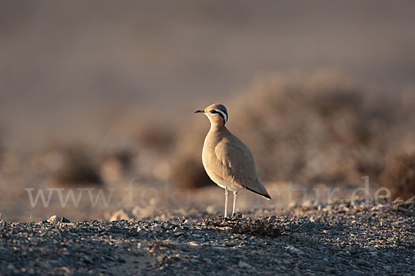 Rennvogel sspec. (Cursorius cursor bannermanni)