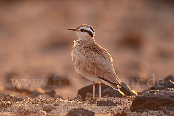 Rennvogel sspec. (Cursorius cursor bannermanni)