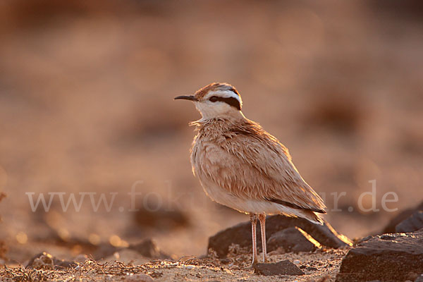 Rennvogel sspec. (Cursorius cursor bannermanni)