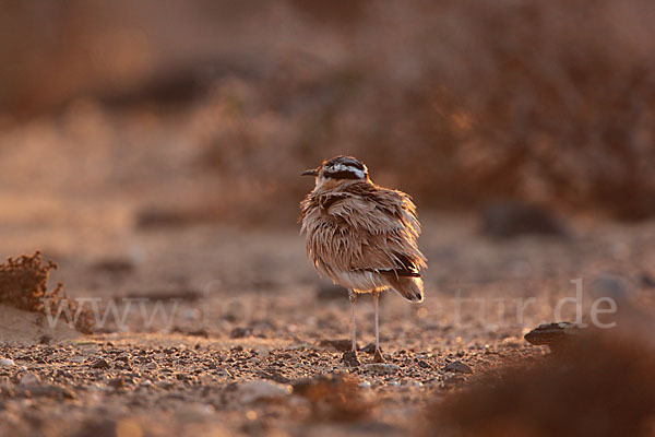 Rennvogel sspec. (Cursorius cursor bannermanni)