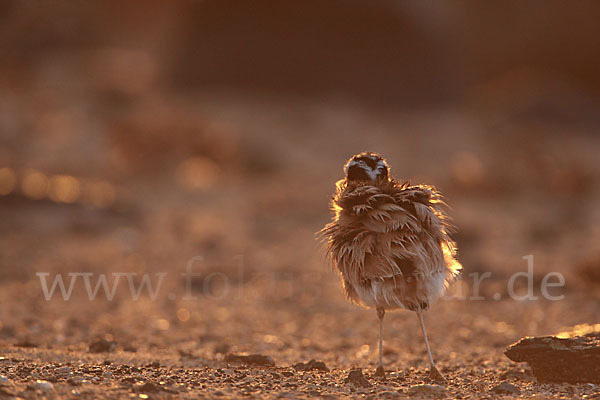 Rennvogel sspec. (Cursorius cursor bannermanni)